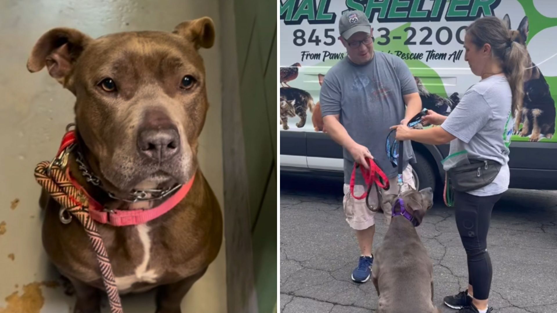 New York Shelter Dog Gets Adopted And His Heartwarming Last Look Captivates Millions