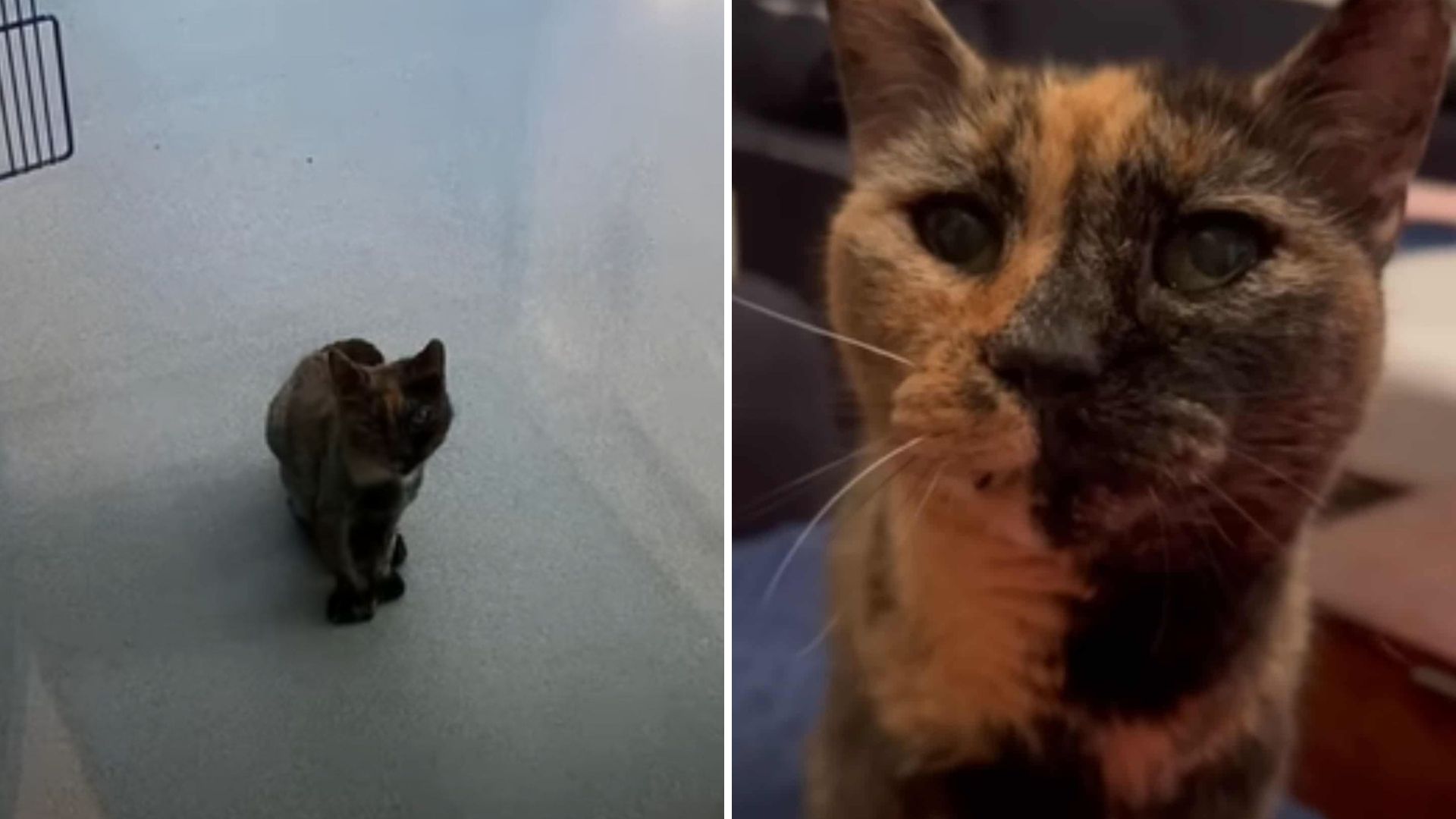 New York Shelter Had Doubts This Scared Deaf Cat Would Ever Find A Home