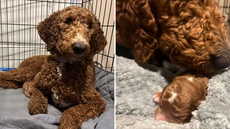sweet poodle