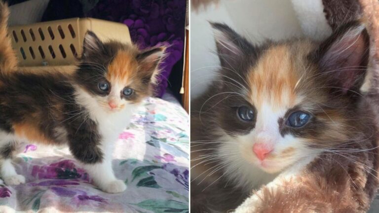 woman finds colorful kitten