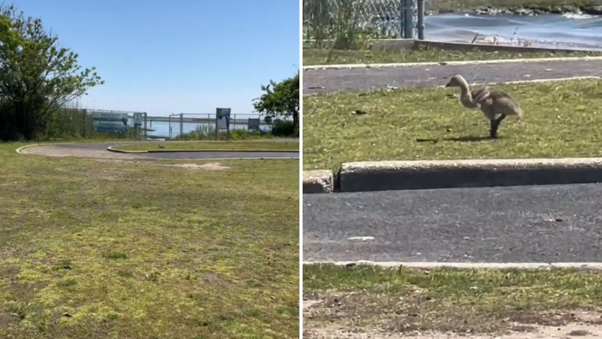 ny woman stunned after noticing limping gray creature