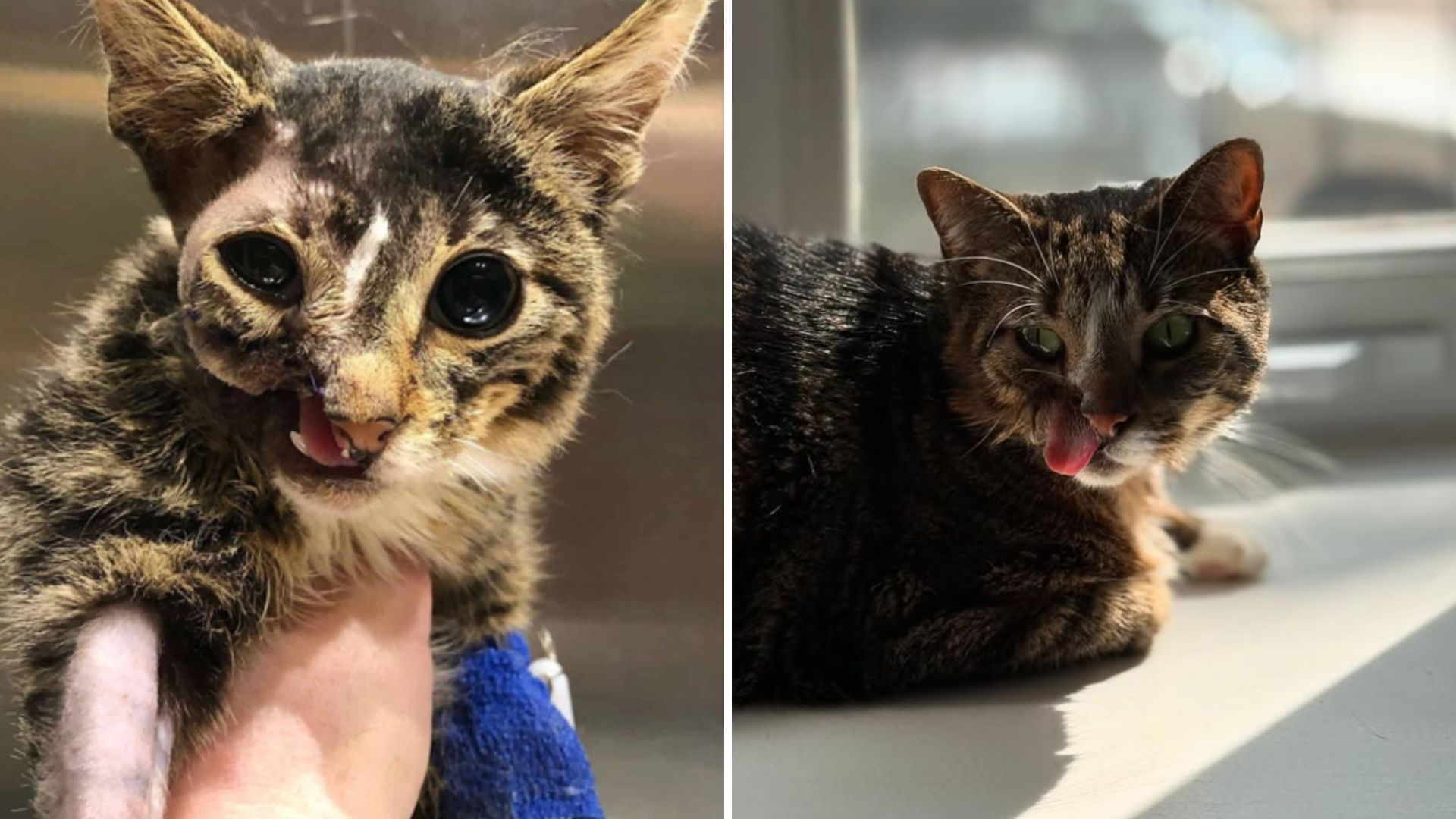 rescued cat