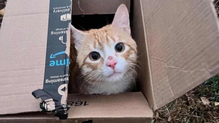 New York Woman Shocked To Find A Discarded Box With A Furry Surprise Inside