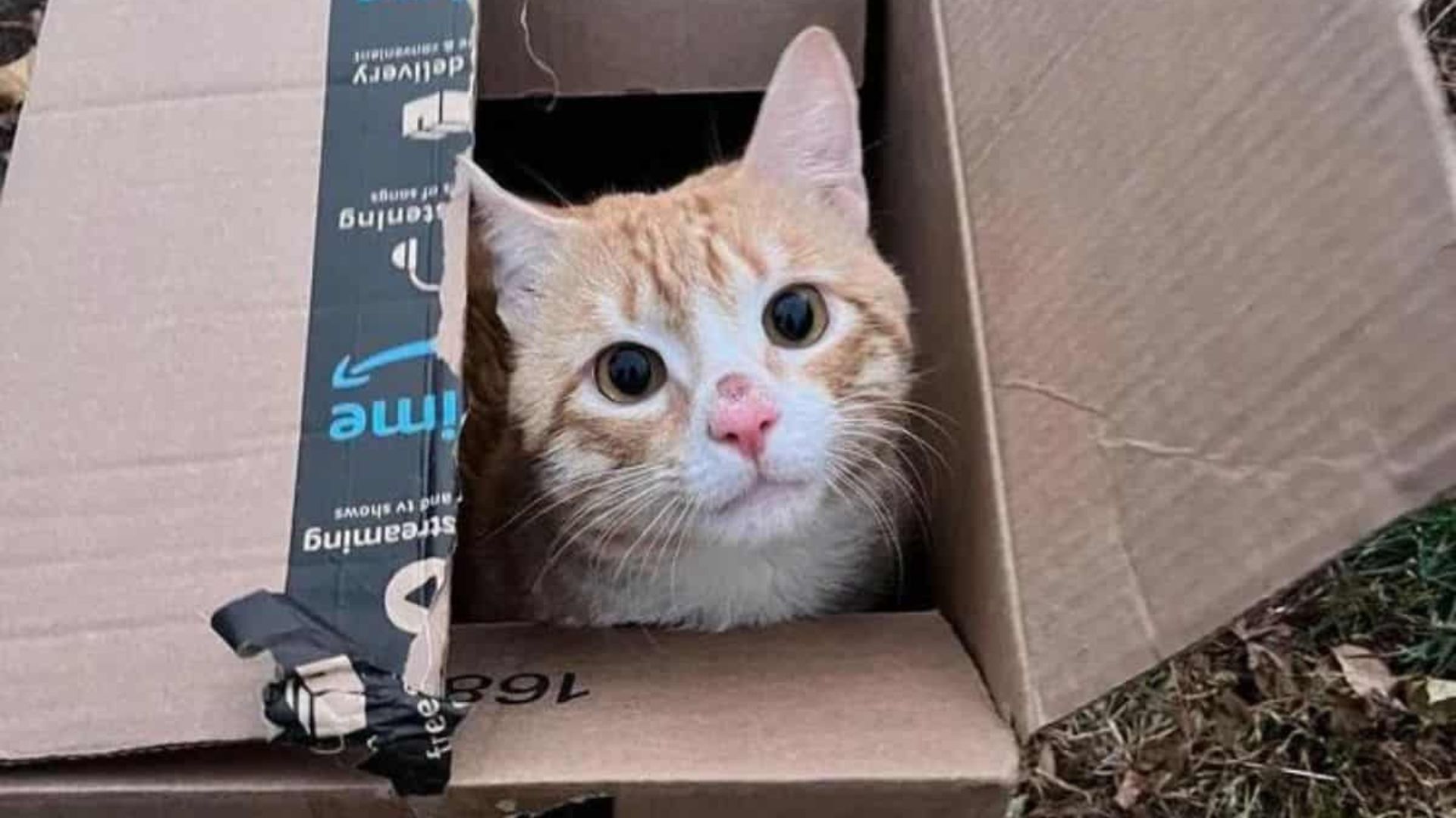 New York Woman Shocked To Find A Discarded Box With A Furry Surprise Inside
