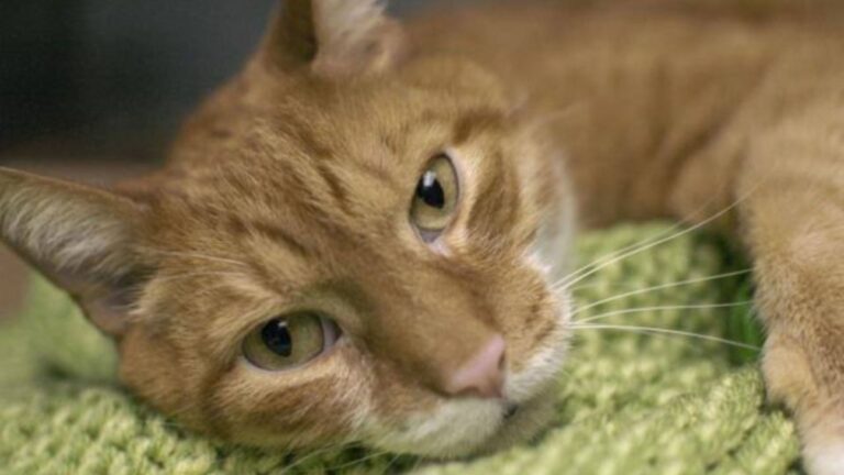 abandoned cat