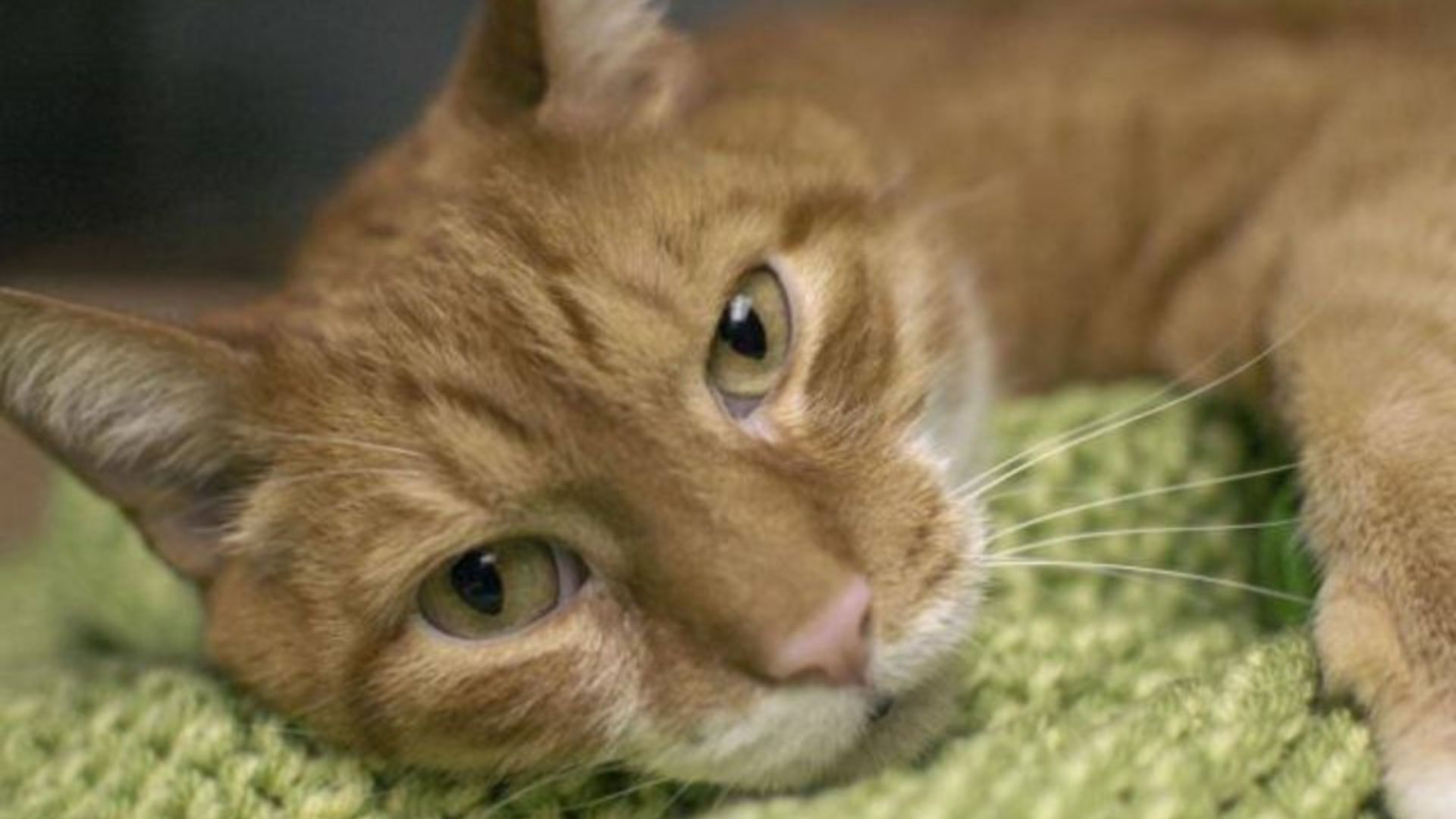 abandoned cat