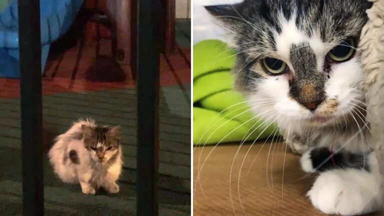 New York Woman’s Rescue Of A Stray Cat Reveals Something Incredible
