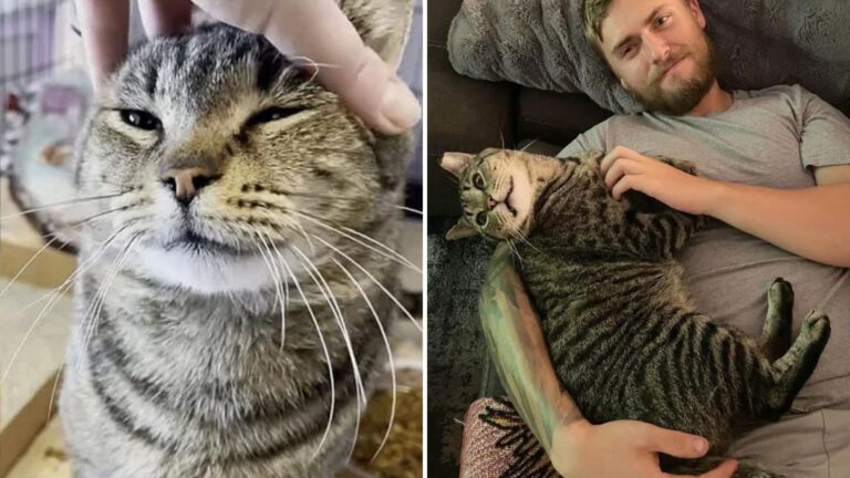 adopted cat keeps following his new family