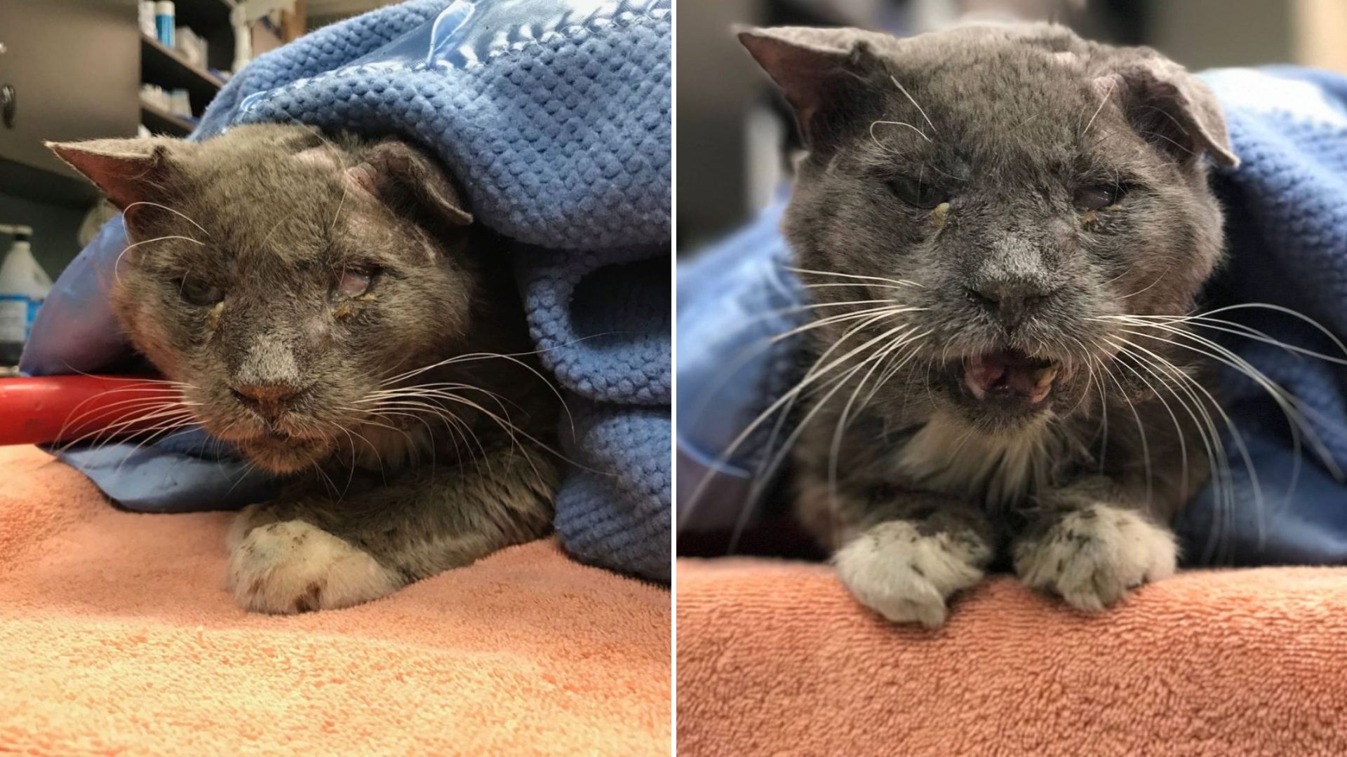 rescued cat- ighting for life