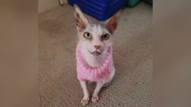 unique kitten