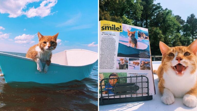 North Carolina Cat Leaves Everyone Speechless After Taking To The Ocean Like A Pro