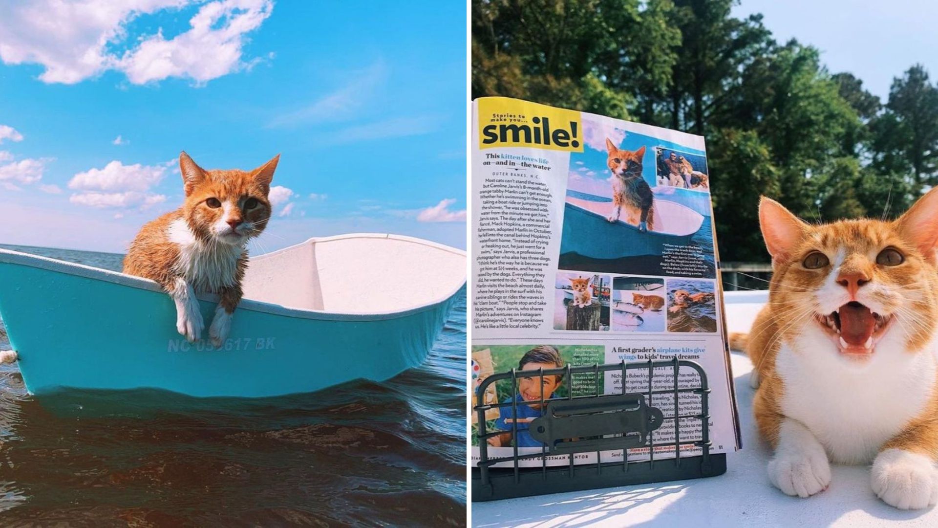 North Carolina Cat Leaves Everyone Speechless After Taking To The Ocean Like A Pro