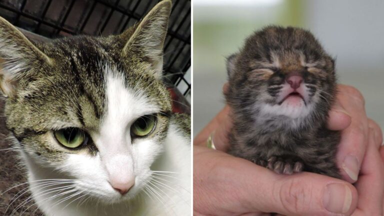 orphaned bobcat
