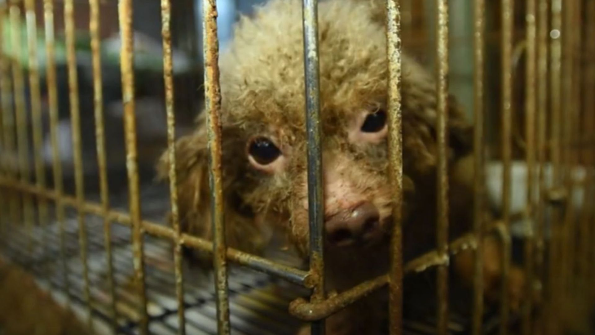 North Carolina Dog Saved From Dark Puppy Mill Basement Finally Sees The Sun