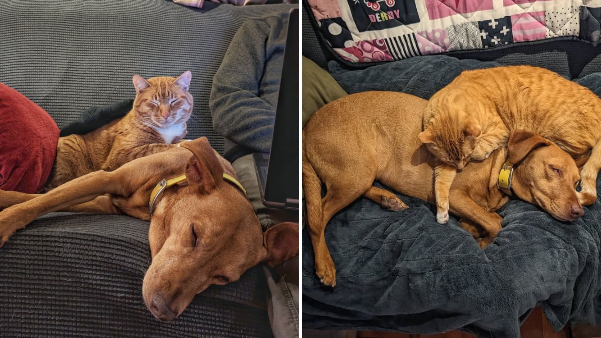senior cat and dog