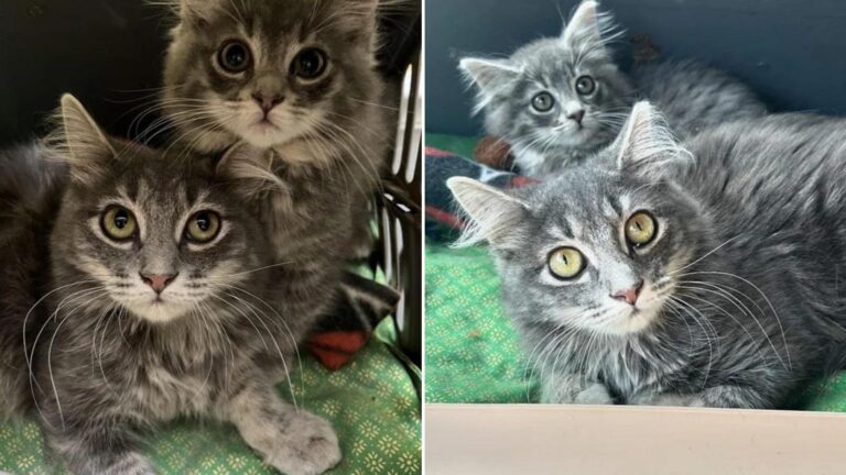 two kittens