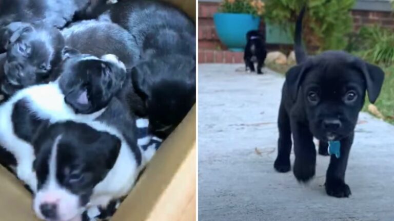puppies found in a box