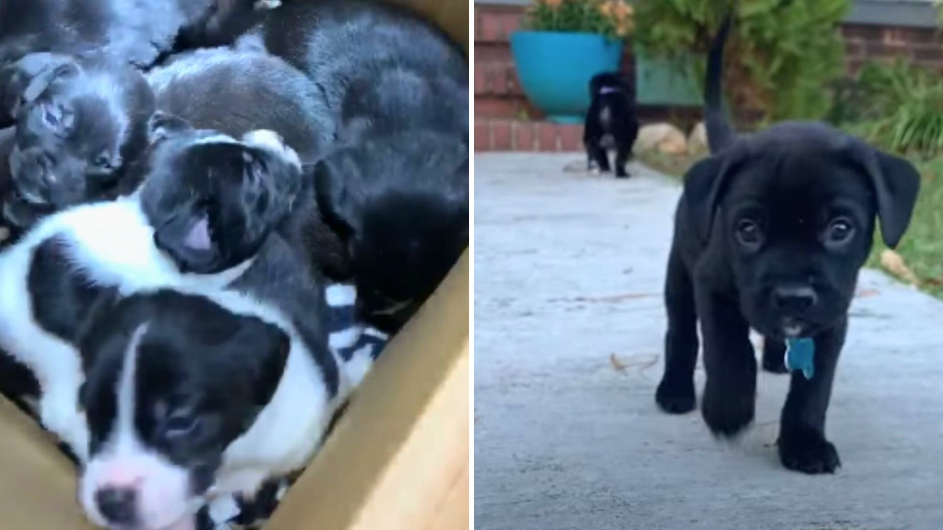 puppies found in a box