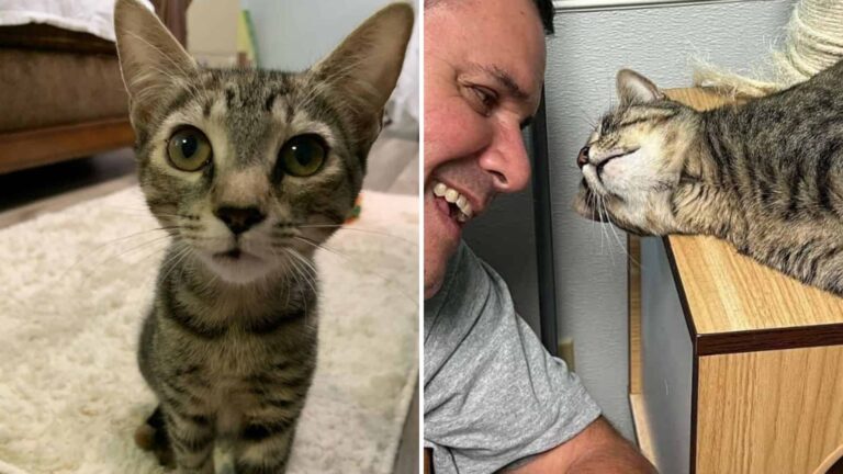 North Carolina Shelter Cat Endures Multiple Returns Before Her Luck Finally Changes