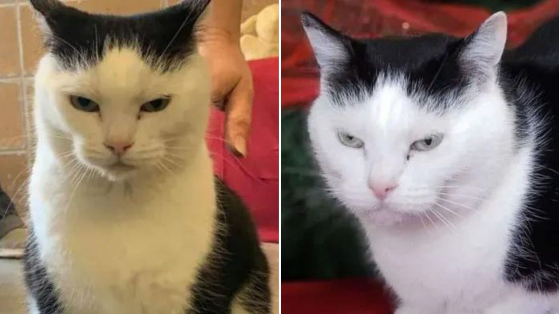 shelter cat
