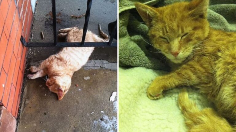 North Carolina Teacher Finds Frozen Kitten On Porch And Brings Her Back To Life