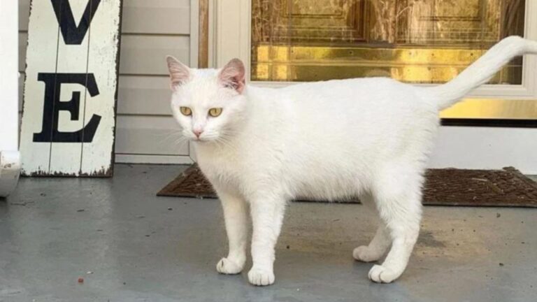stray cat shows up at womans door with surprise