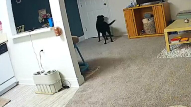 dog standing by the door