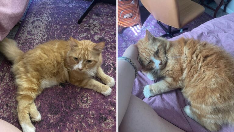 big orange cat