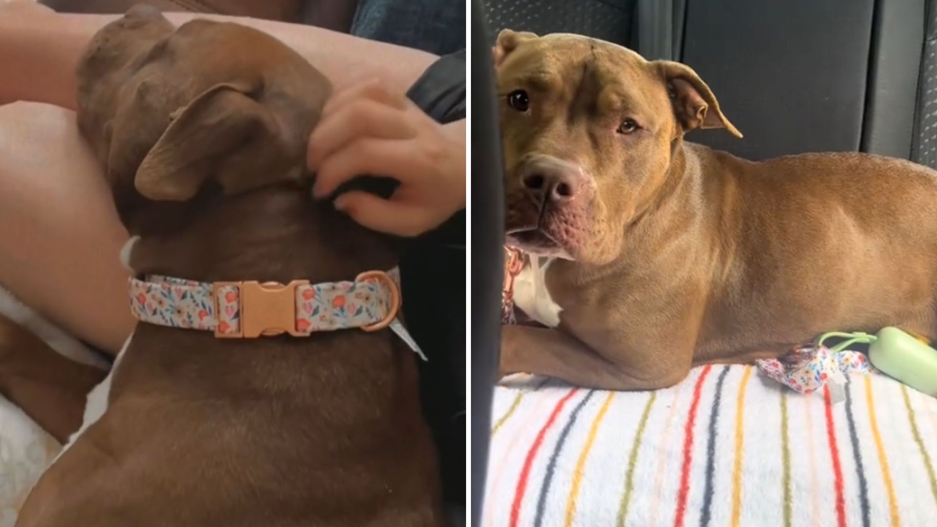 shelter dog