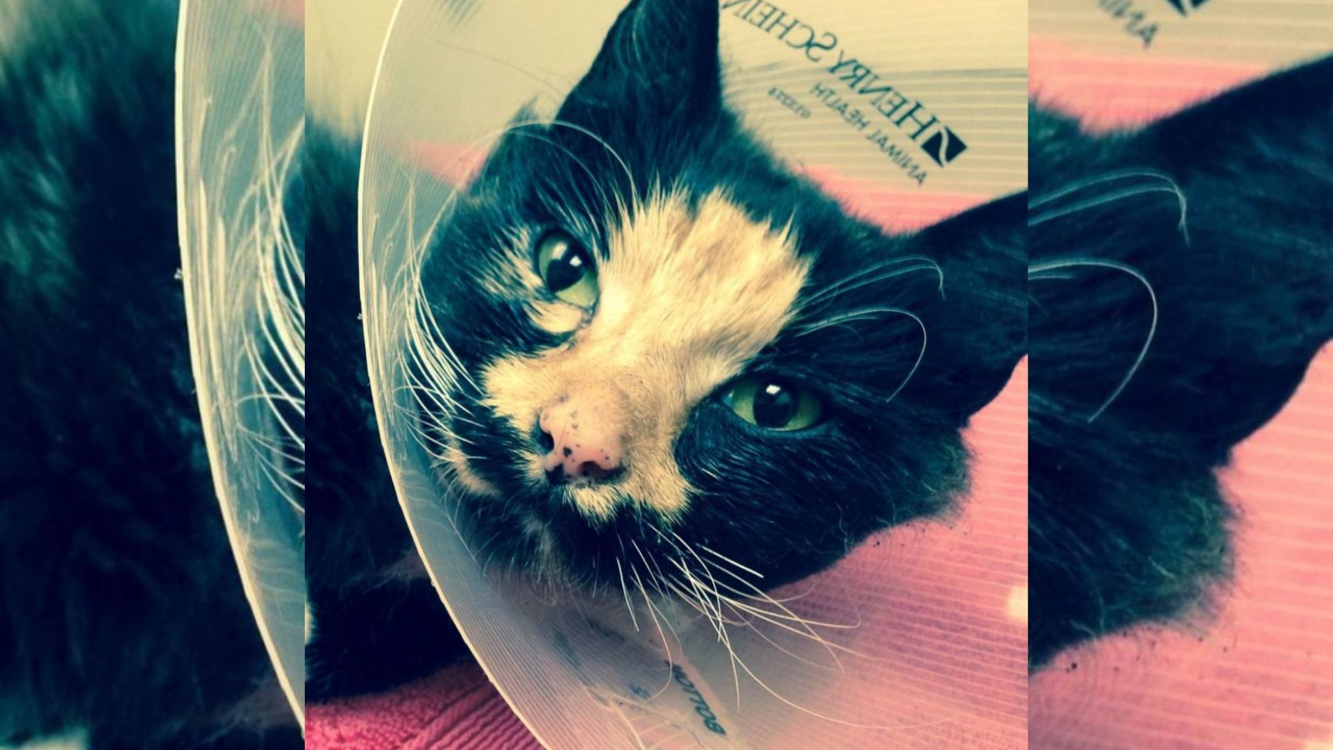Oakland Cat Overcomes Cruelty And Finds Hope After Unimaginable Pain