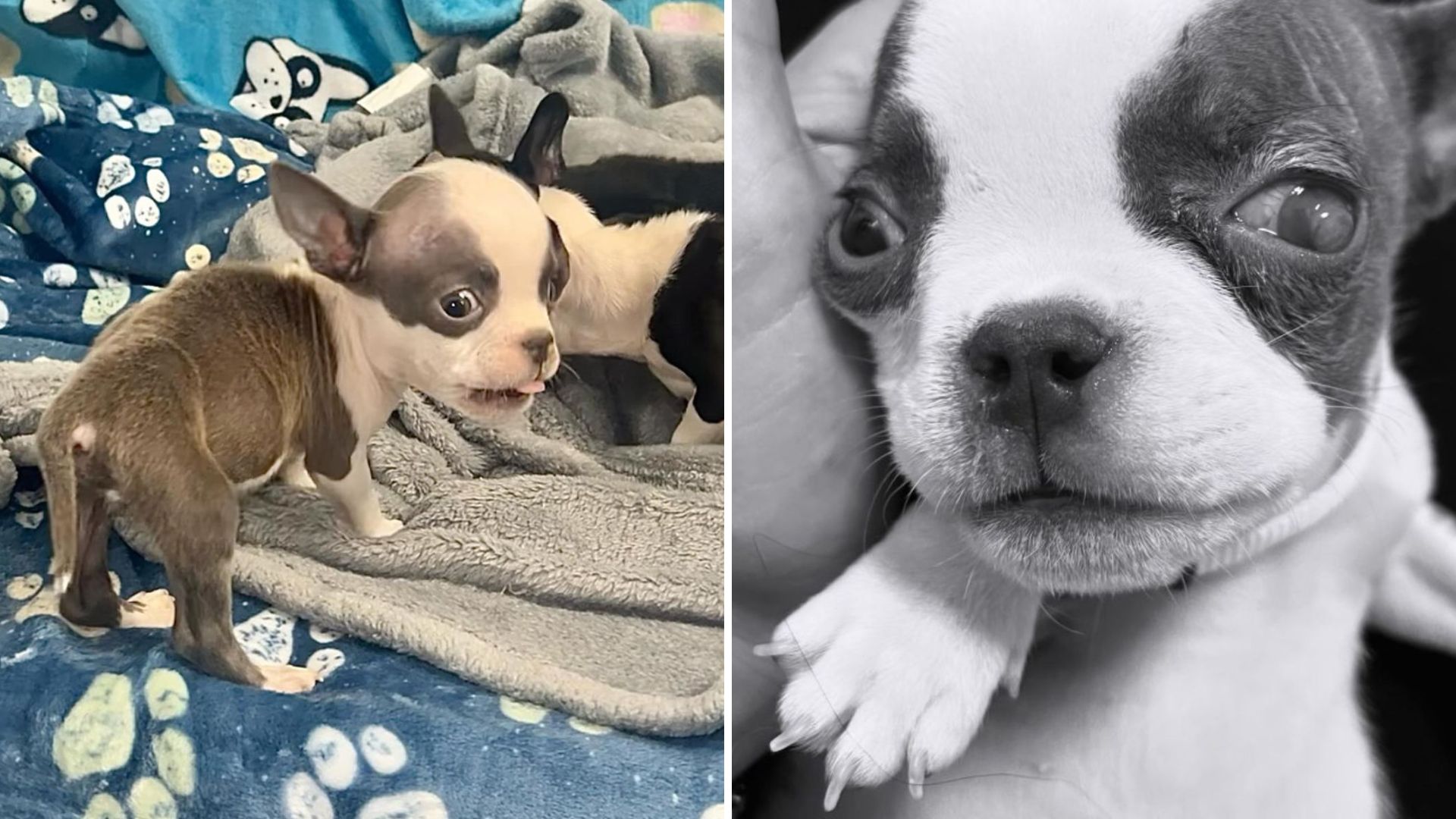Oakland Rescue Mission Turns Heartbreaking After Team Tries To Save Dozens Of Abandoned Puppies