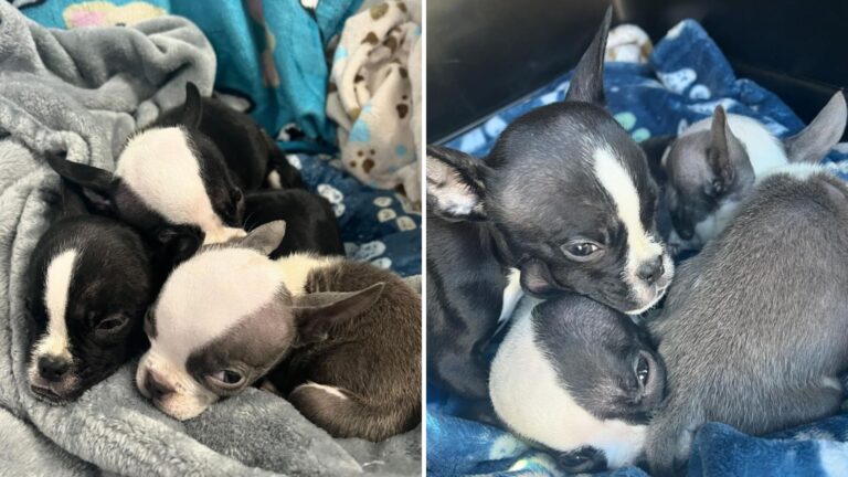 oakland rescuers rush to save puppies left in box