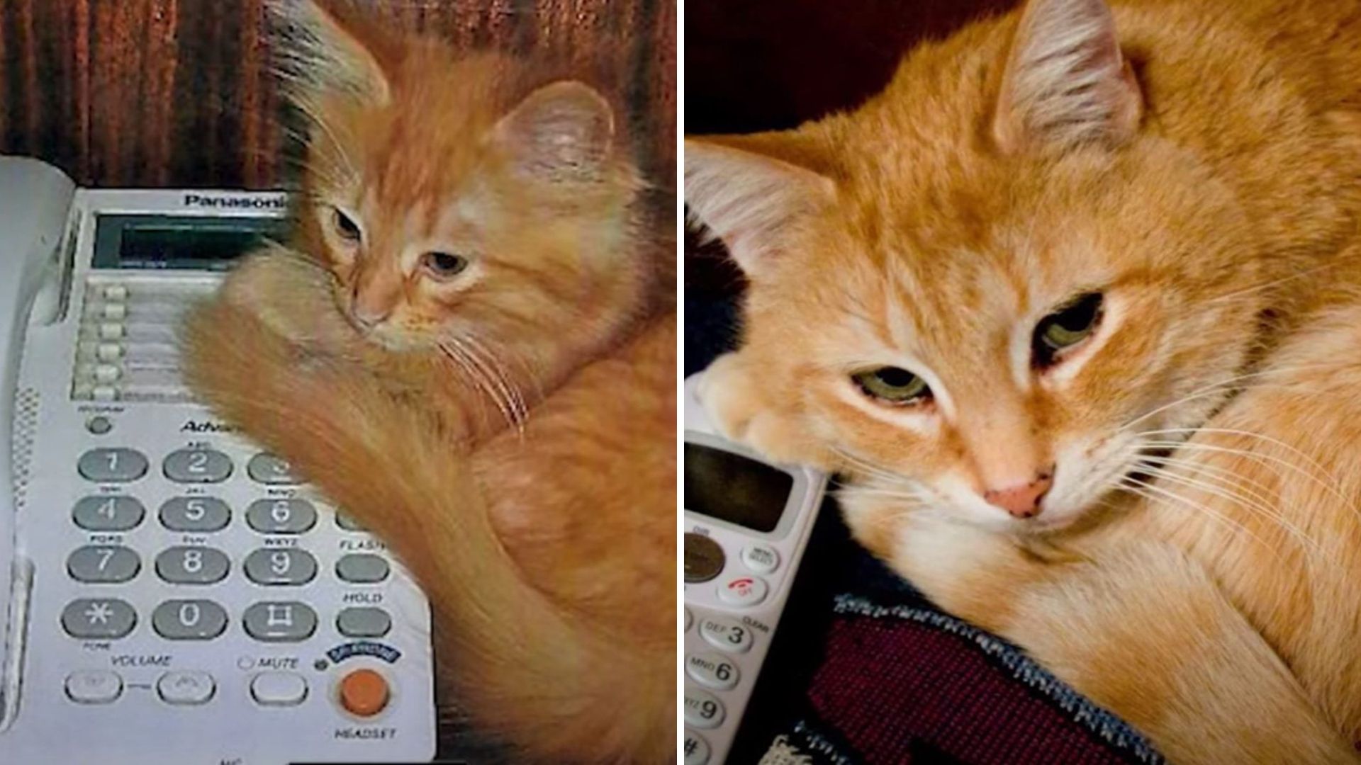 Ohio Cat Becomes A Hero After Calling 911 To Save Owner Suffering A Severe Stroke