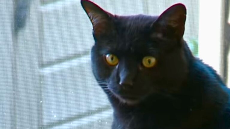 Ohio Cat