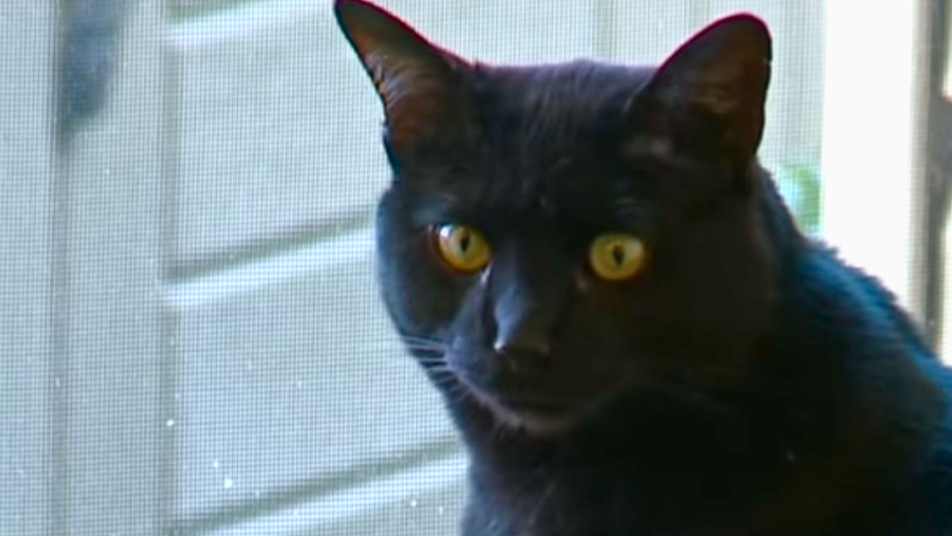 Ohio Cat