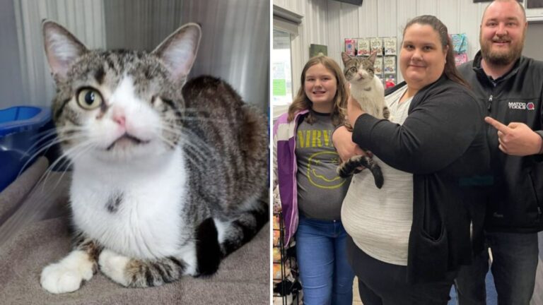 cat with missing eye