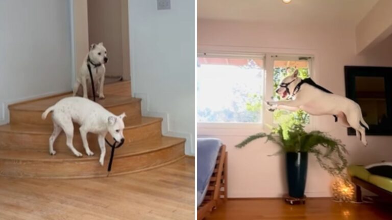 Ohio Dog Spared From Euthanasia List Bursts With Happiness After Being Rescued