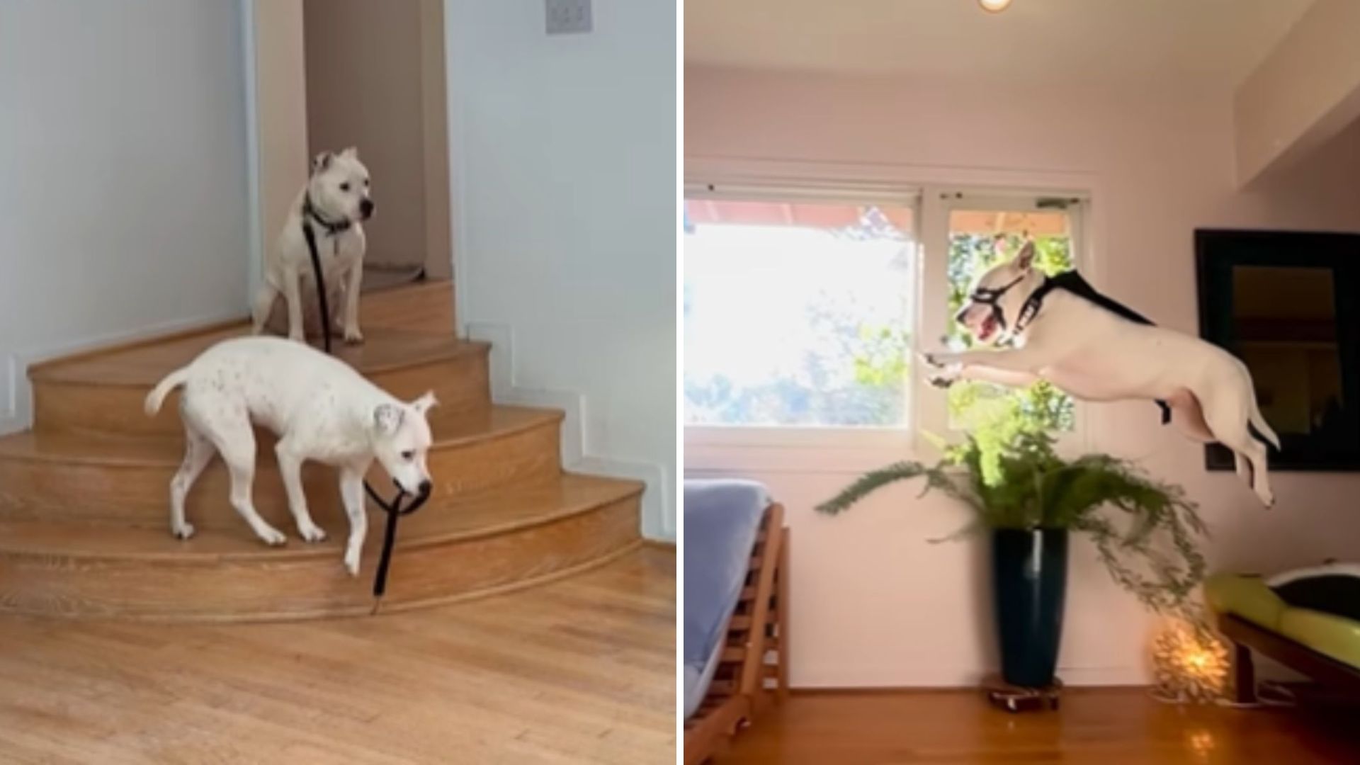 Ohio Dog Spared From Euthanasia List Bursts With Happiness After Being Rescued