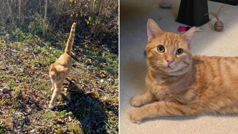 Ohio Feral Cat Steps Out Of The Bushes, Ready To Leave Street Life Behind