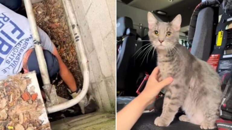 firefighters and kitten