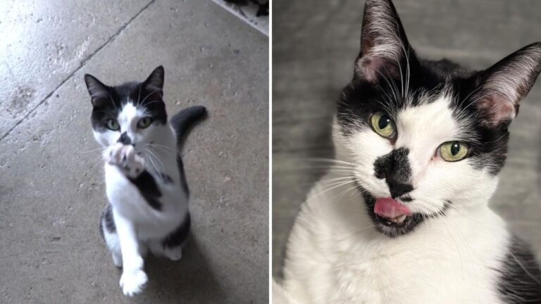 white and black cats