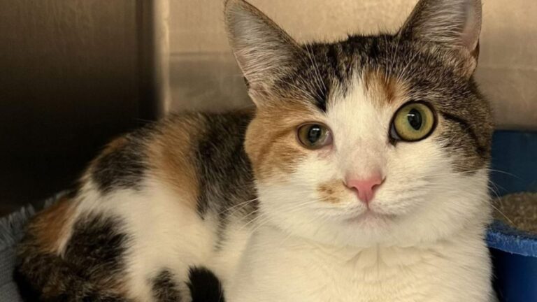 Ohio Shelter Cat Overlooked For Having Different-Sized Eyes Finally Finds A Home
