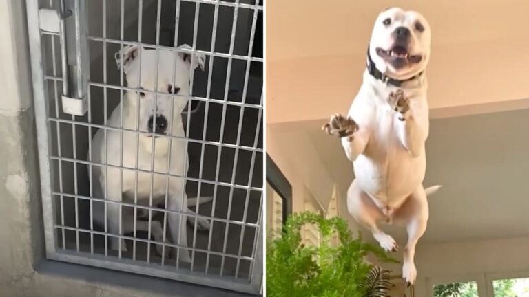 shelter dog rescued from euthanasia cant stop jumping