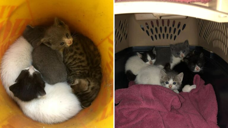 Ohio Woman Stumbles Upon 5 Newborn Kittens In An Abandoned Pig Pen And Acts On Instinct