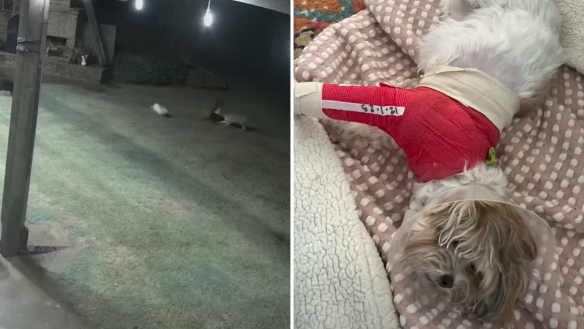 oklahoma cat saves dogs from coyote