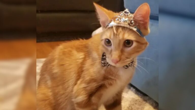 Oklahoma Mom Leaves Everyone Smiling After Borrowing A Orange Cat For Her Kids Garfield Party