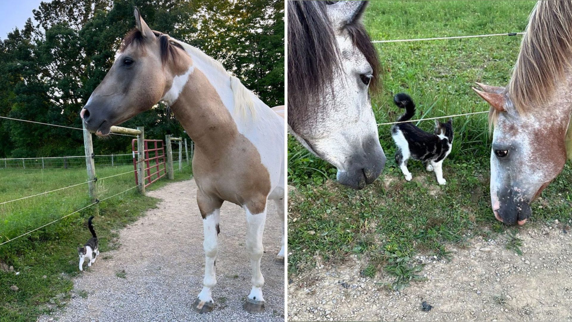 horse and a kitten