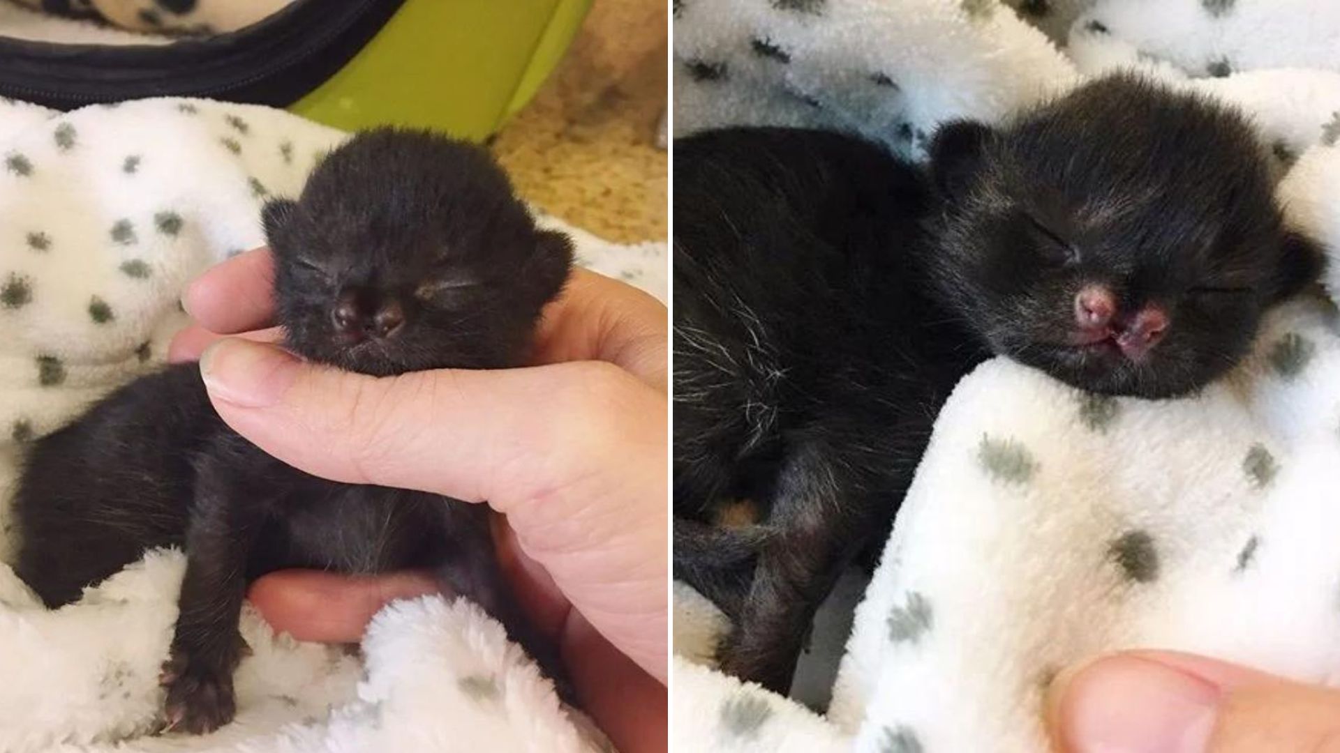 one day old kitten