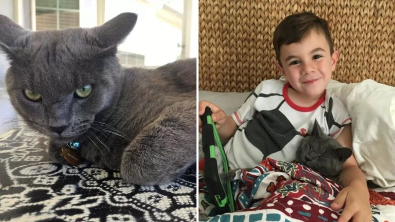 Oregon Boy Brings Home Saddest Shelter Cat And Their Bond Ends In Tears