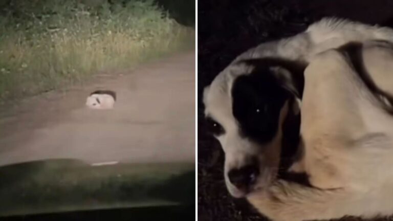 Oregon Man Driving Down A Quiet Road Slams Brakes As A Lump On The Road Starts Moving